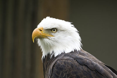 Close-up of eagle against blurred background