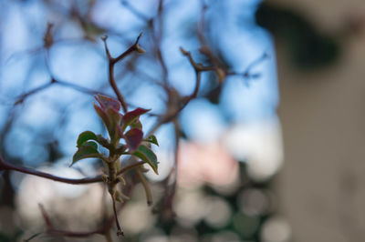 Close-up of flower tree