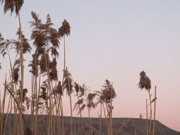 Palm trees on beach against clear sky