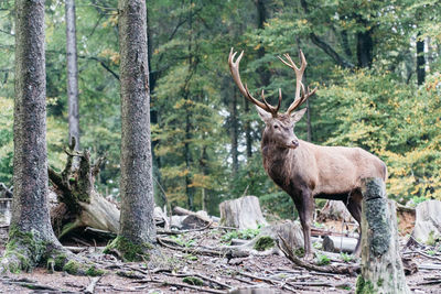 Deer in a forest