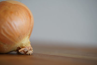 Close-up of a shell on a table