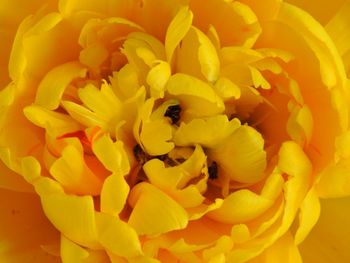 Close-up of bee pollinating on flower