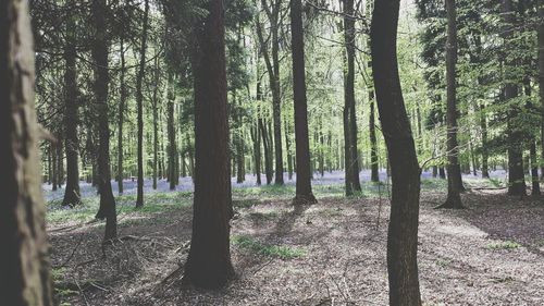 Trees in forest