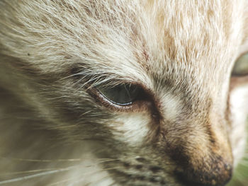 Close-up portrait of cat