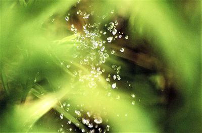 Full frame shot of water drops on leaf