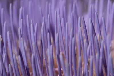 Close-up of artichoke flower