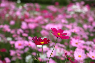 Close-up of pink cosmos flowers on field