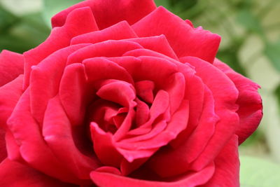 Close-up of pink flower