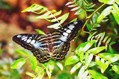 Close-up of butterfly perching on plant