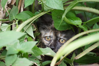 Portrait of cat on plant