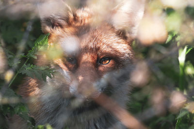 Camouflaged fox 
