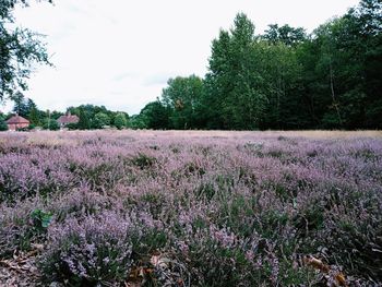 Purple flowering plants on land against sky