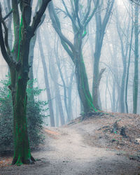 Road amidst trees in forest