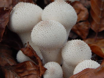 Close-up of mushrooms