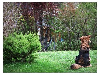 Dog sitting on grass