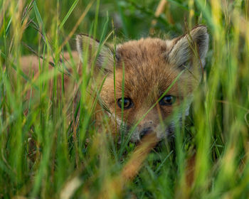 Portrait of cat on field