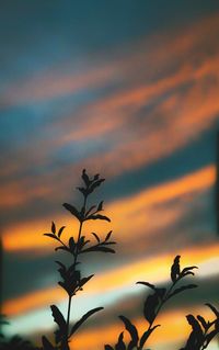Low angle view of trees against sky at sunset
