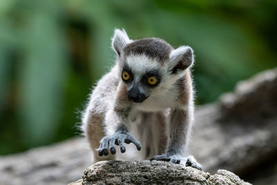 Baby ring-tailed lemur walking towards the camera