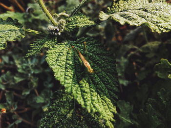 Close-up of lizard on plant