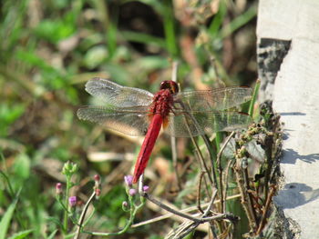 Close-up of dragonfly on plant