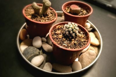 High angle view of plants and pebbles in plate on table