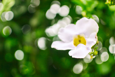 Close-up of fresh white flowers blooming on tree