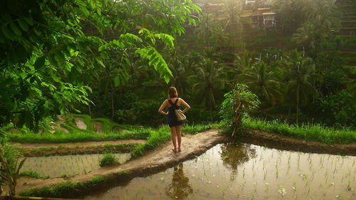 Rear view of woman with hand on hips standing amidst farms