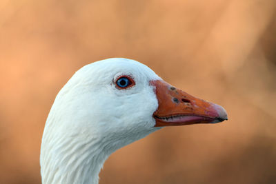 Close-up of a bird