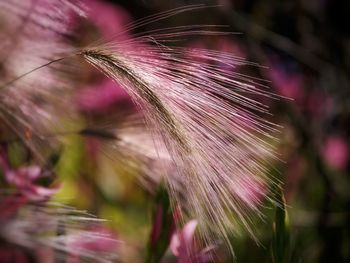 Close-up of pink flower