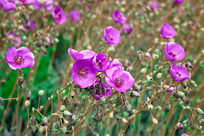 Close-up of pink flowering plants on field