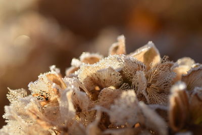 Close-up of mushrooms