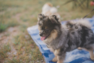 High angle view of dog looking away