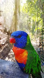 Close-up of a parrot