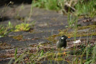 Close-up of bird perching on a field