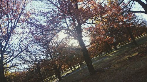 Low angle view of trees against sky