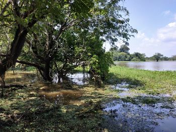 Scenic view of lake in forest