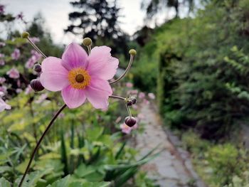 Close-up of pink flowering plant