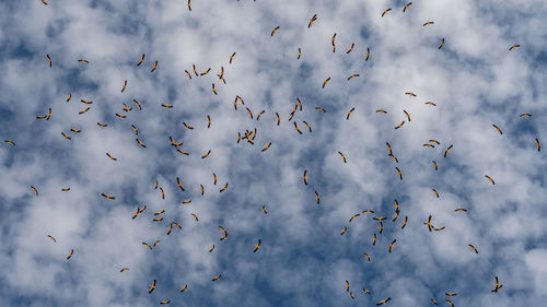 Flock of birds in the sky