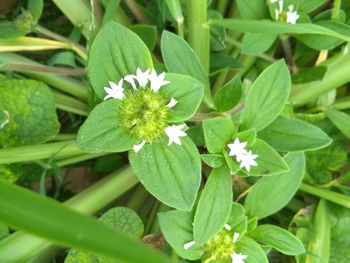 Close-up of flowers blooming outdoors