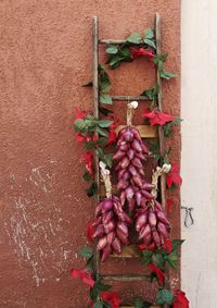 Close-up of red flowering plant against wall