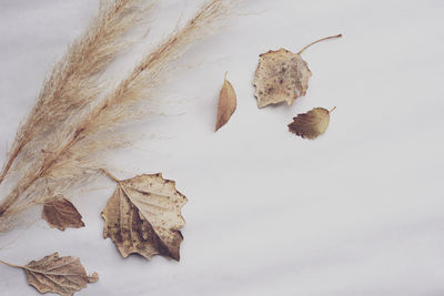 Close-up of dry autumn leaves on snow