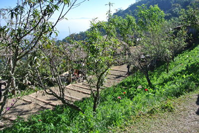 Plants against trees