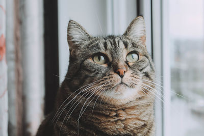 Close-up of cat by window