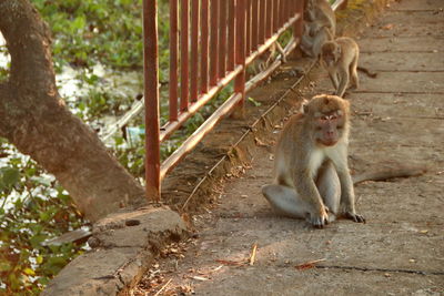 Monkey sitting on a tree