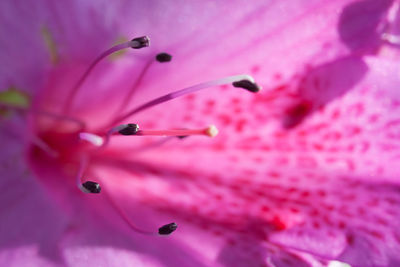 Close-up of water drops on pink flower