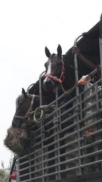 Low angle view of horse cart against sky