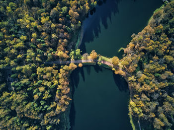 High angle view of river amidst trees