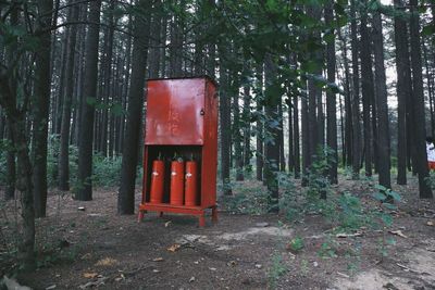 View of red trees in forest