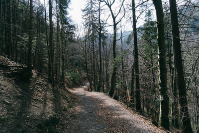 Trail amidst trees in forest