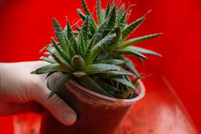 Close-up of hand holding red potted plant